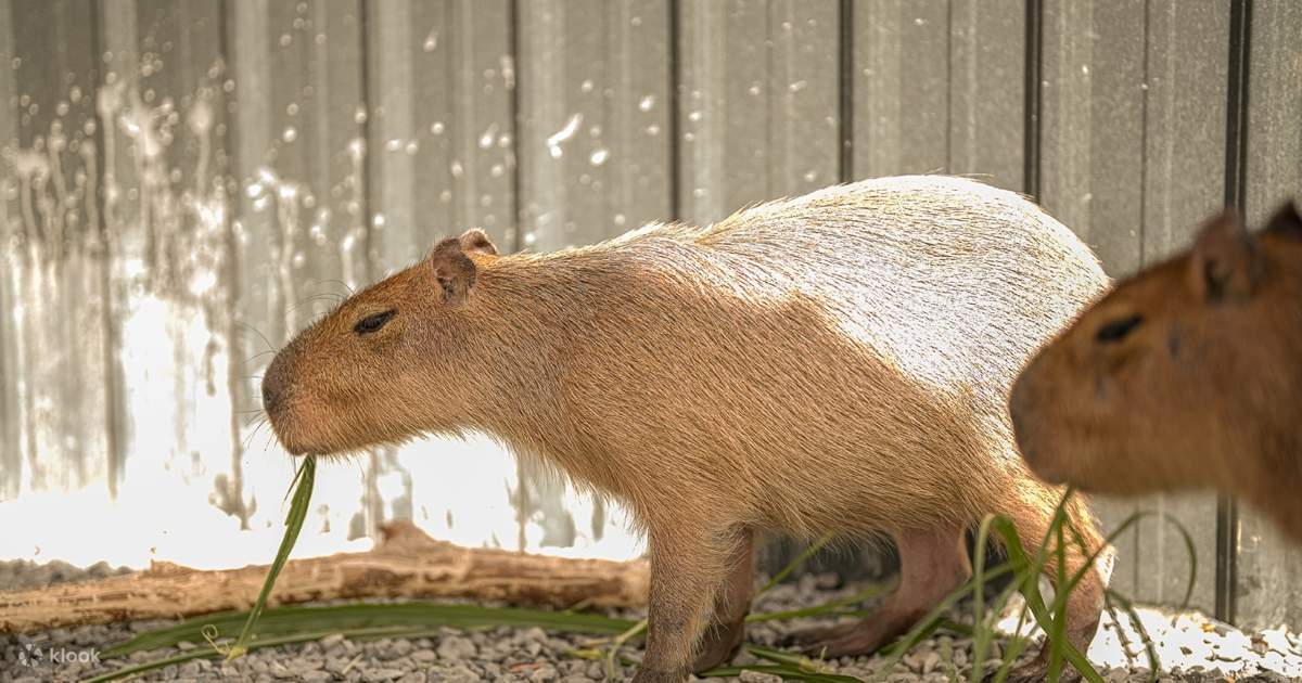 墾丁鹿玉島カピバラ生態公園のチケット | Klook